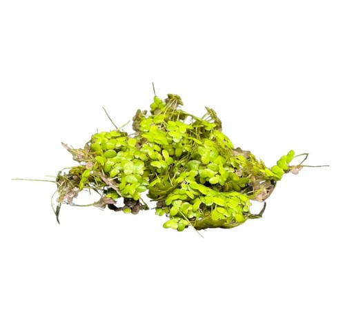 Duckweed - , minor)