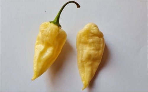 Semi peperoncino naga - 20, di