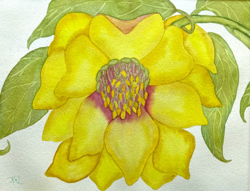Pittura acquerello fiore - pittura,