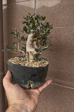 Olea sylvestris - Bonsai shohin - olivastro