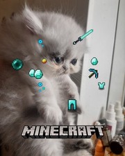 Vendita Gatto Persiano