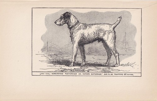 1900 wire fox - 1900, dog