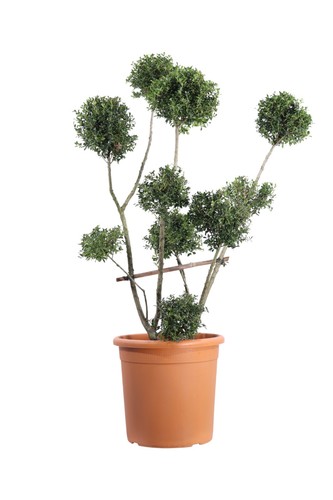 Pianta vera ilex crenata - pianta, di