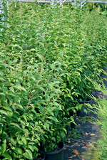 LIGUSTRO  pianta di Ligustrum