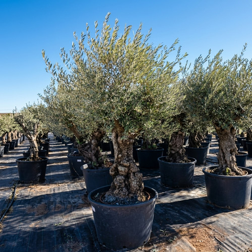 Ulivo olivo olea europea - olivo,
