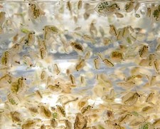 500ml Daphnia Magna/Pulex