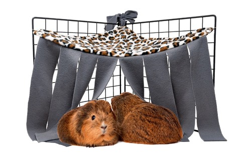 Guinea pig and - guinea, animal