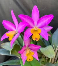 Cattlianthe Tiny Treasure
