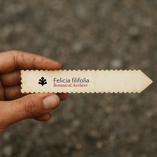Felicia filifolia seeds - seeds,