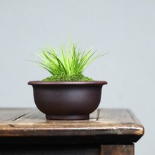 Vaso per piante naturali