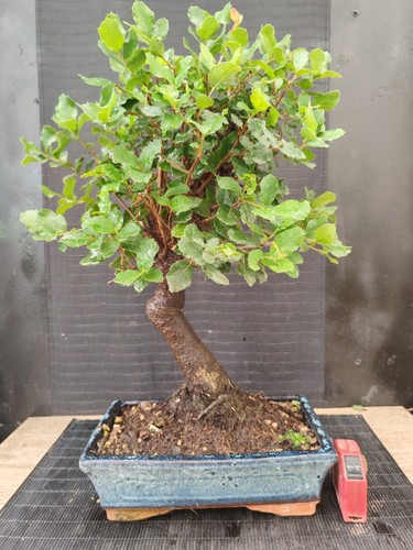 Bonsai quercia sughero - , h