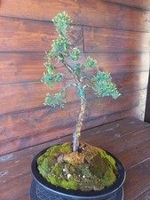Bonsai di ginepro