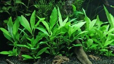 Hygrophila corymbosa - Pianta a Crescita Veloce per acquario dolce