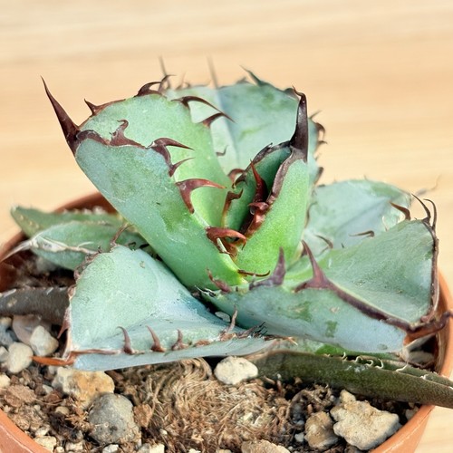 Agave titanota black - agave, 'black