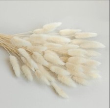 Lagurus Cream 120 pezzi Boho,matrimonio,corona,natale