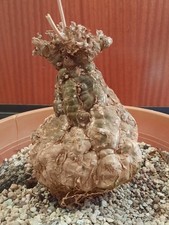 Cephalopentandra ecirrhosa XL