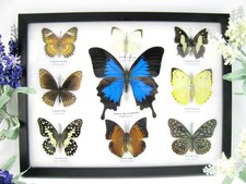 9 Farfalle splendidamente preparate murale vetrina  tassidermia  A-09-ulysses-05