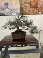 Bonsaidi Pino mugo. Vaso