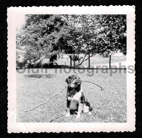 Big dog stivali con - big, bastone
