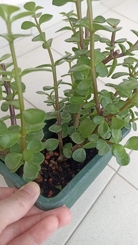 Crassula portulacaria gia - ,