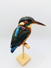 Taxidermy, Cabinet De Curiosites : Martin Pescatore Comune (Alcedo atthis)