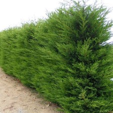 Cipresso leylandii - cipresso,