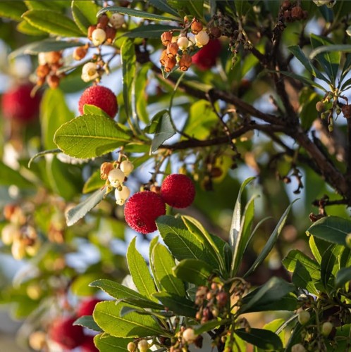 Corbezzolo arbutus unedo - corbezzolo, "arbutus