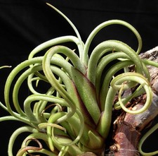 Tillandsia caput medusa