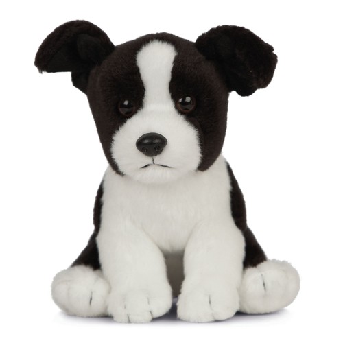 Border collie cucciolo cane - border,