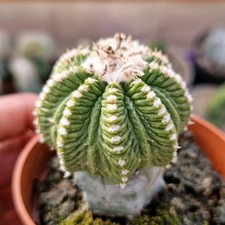 Aztekium Ritteri Grafted 8.5
