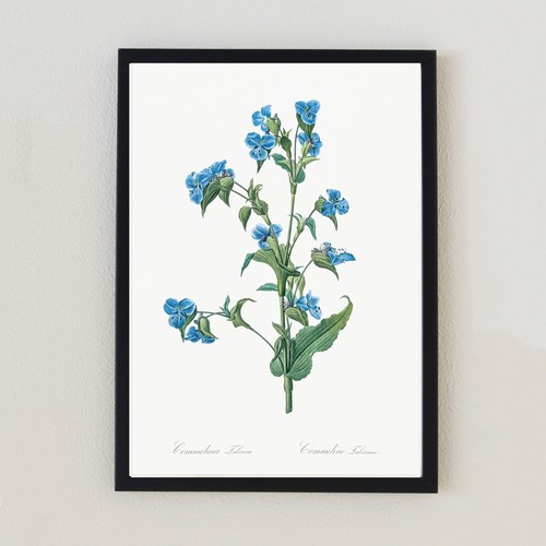 Illustrazione botanica vintage