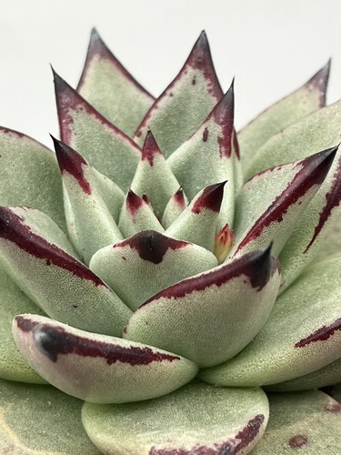 Echeveria ebony vaso - echeveria,