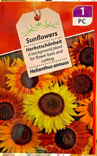 Semi di Girasole varietà