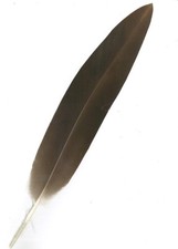 PENNA D'AQUILA FLEX GINNICA PER CAPPELLO ALPINO DI COLORE MARRONE