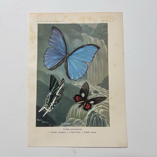 Farfalle sudamericane stampa