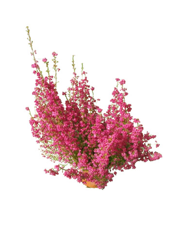 Erica gracilis - erica,