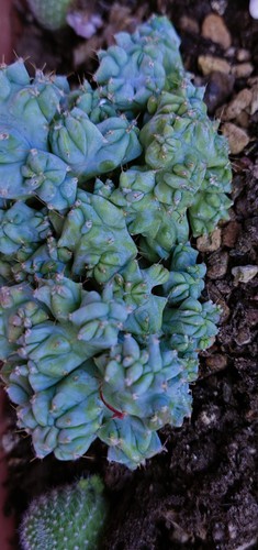 Myrtillocactus geometrizans - , f