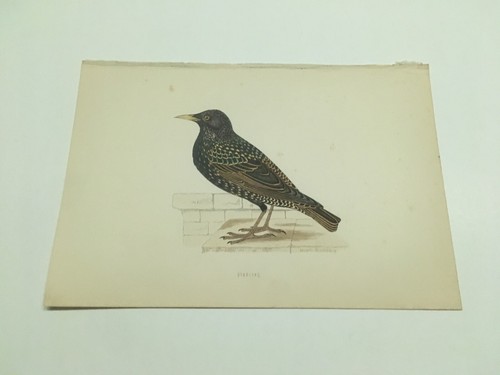 Stampe antiche uccelli - ,