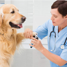 Tagliaunghie e Tagliaunghie per Rottweiler e altri Cani da Lavoro di Taglia Grande