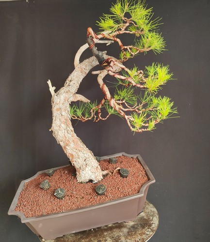 Pre bonsai esemplare pino - esemplare, di