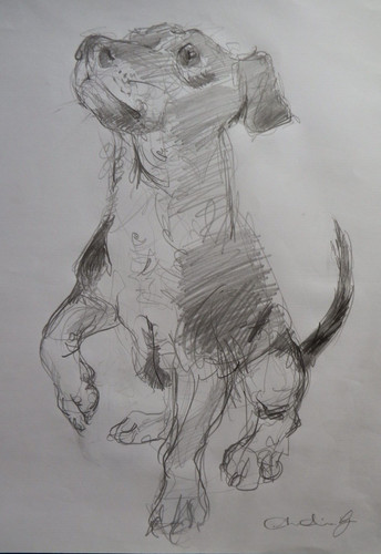 Disegno grafite jack russel - jack,