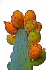 Fico D’India BIO 3 varieta' lotto 3 pale frutti grandi selez. 1a. scelta SALENTO