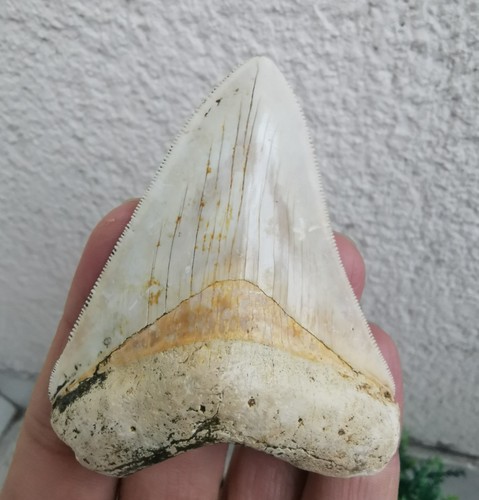 Dente megalodonte indonesiano - dente,