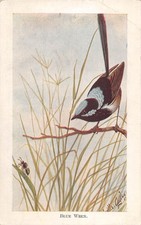 CPA FANTAISIE / REPRESENTANT UN OISEAU / BLUE WREN