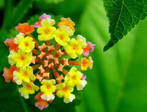 Lantana camara - camara, /
