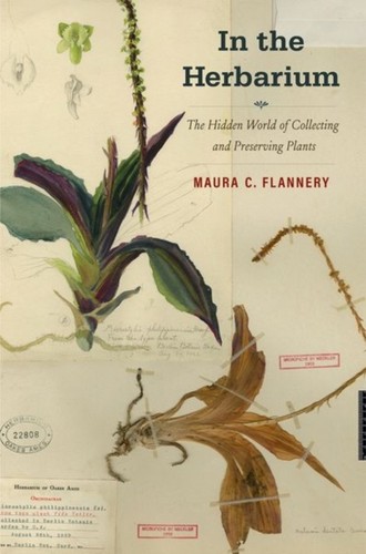 The herbarium maura - in,
