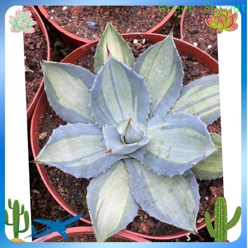 Rara pianta succulenta - , agave