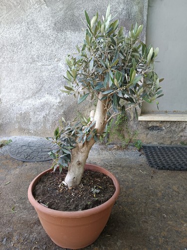 Ulivo bonsai vaso olivo - -,