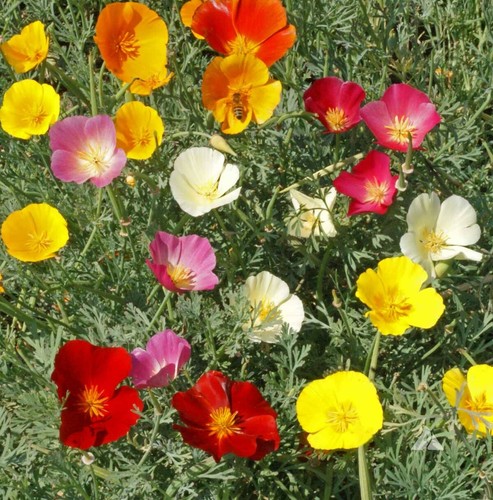 Mix papavero californiano - ,