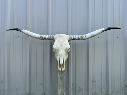 Longhorn teschio sterzo 4 - di,